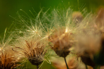 fluff of burdock flowers at close range 