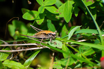 Pholidoptera transsylvanica - Cosasul transilvanean