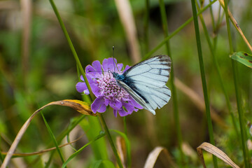 Pieris bryoniae - the dark-veined white 