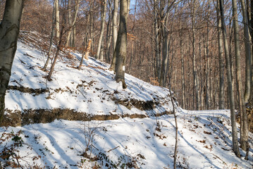 Image of hiking path crossing fresh snow landscape at Medvednica, Croatia.