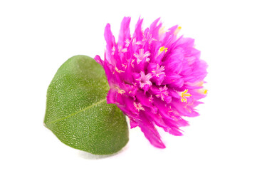 Gomphrena Globosa Flower Isolated on White Background