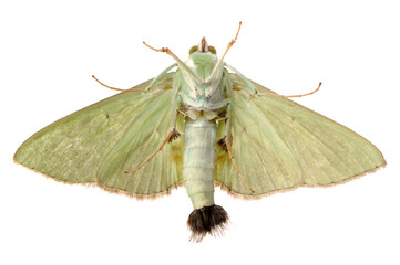 Green Moth (Parotis Marginata) Isolated on White Background