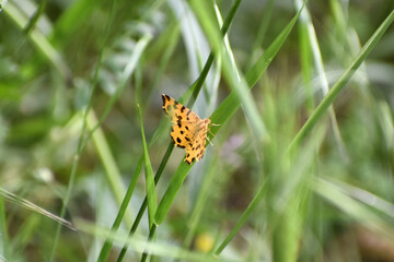 Pseudopanthera macularia - The speckled yellow