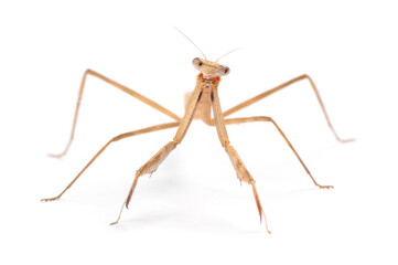 Surprised Mantis Isolated on White Background