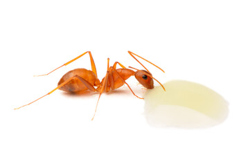 Ant Drinking Sweet Milk Isolated on White