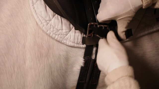 The woman zips up the cinch on the saddle. White horse, stable, close up