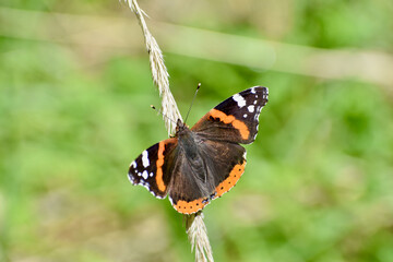 Vanessa atalanta - Red admiral