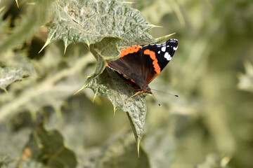 Vanessa atalanta - Red admiral