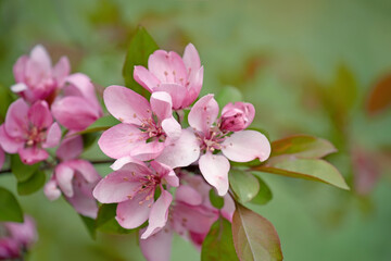 Delicate pink flowers of an apple tree in a spring garden. close-up.