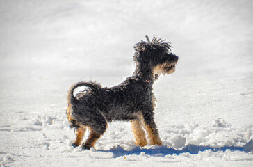 pudel im schnee