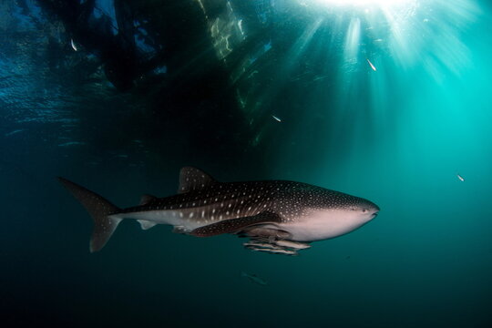 Whale Shark In Cenderawasih Bay West Papua