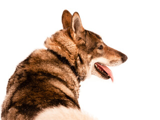 Dog Siberian Laika on a white background. Selective focus.