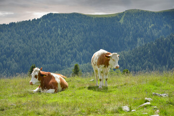 Fototapeta na wymiar Kühe auf Bergwiese in den Nockbergen / Kärnten