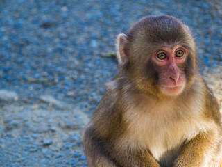 大分県高崎山自然動物園のサルたち