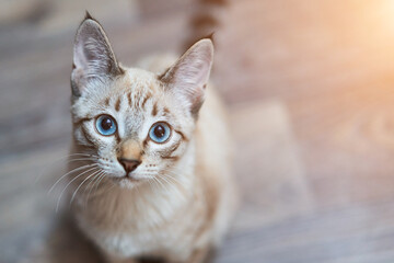 A gray-colored cat sitting on the floor and looking at the camera. Blue eyed cat
