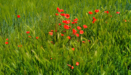Coquelicots dans un champ de céréales en Catalogne, Espagne