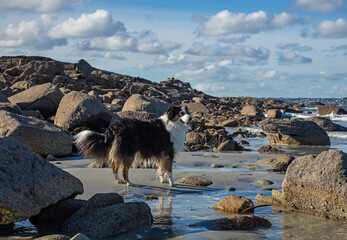 Australian Shepherd Dog on a Breton beach in the middle of rocks