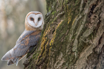 Fine art portrait of Barn owl in the woodland at dawn  (Tyto alba)