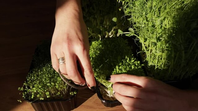 Woman cut by scissors microgreen at wooden table, hard light, close up, slow motion. Home gardering, vegan, healthy food, Superfoods.