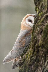 The hidden Barn owl (Tyto alba)