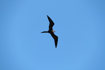 Flight of a Magnificent Frigatebird from the Galapagos Islands 