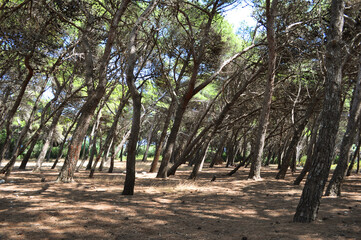 Pinewood and Wind. South Italy