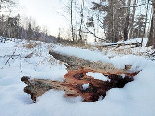 Beautifully perforated fragment of a tree trunk Lies on the ground under snow on a forest background