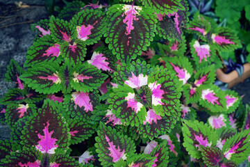 Pink tropical plant : Coleus. Bright, vibrant colors