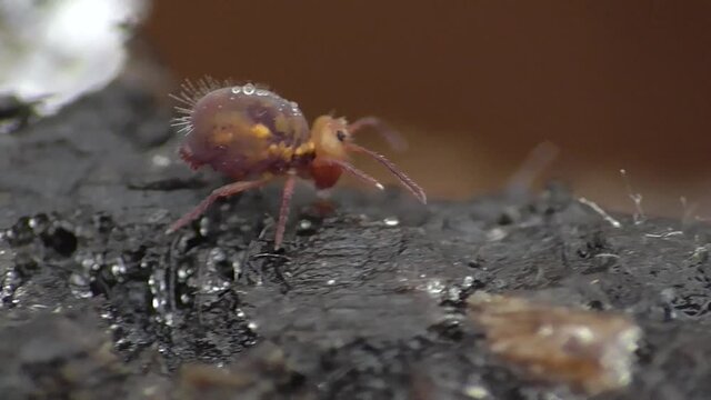 Kugelspringer (ca. 1mm)