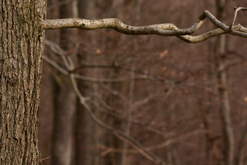 closeup uf tree bark with blurred background and space for text