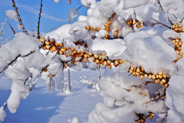 Sanddorn, Hippophae rhamnoides,  Fasanenbeere, Haffdorn, Seedorn