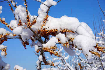 Sanddorn, Hippophae rhamnoides,  Fasanenbeere, Haffdorn, Seedorn
