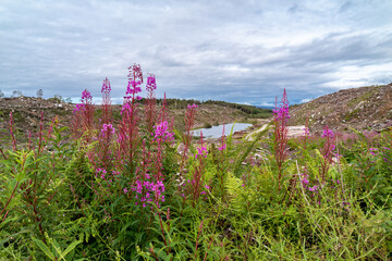 Rosebay Willowhern, Chamerion Angustifolium, in full blossom