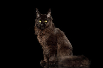 Huge Black Maine Coon Cat sitting on Isolated Black Background