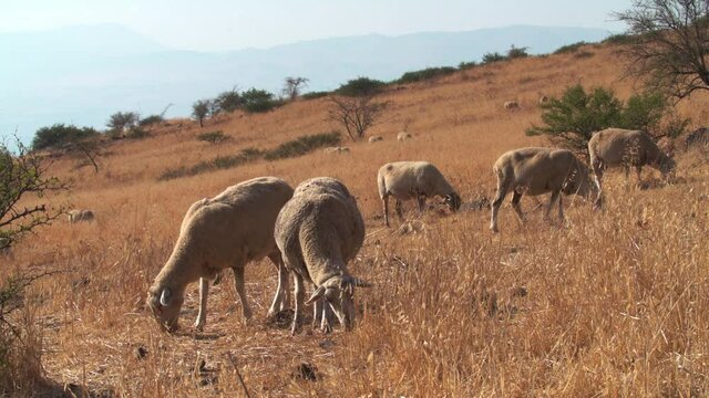 A herd of sheep grazing in the Golan Heights in a biblical landscape