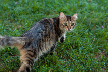 Selective focus ,beautiful tabby cat with green eyes looking towards.