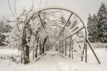 Spalierbäume im Winter, Klostergarten Wesemlin, Luzern, Schweiz
