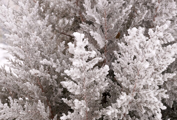 Fototapeta premium Frosted branch of the thuja tree in the city park