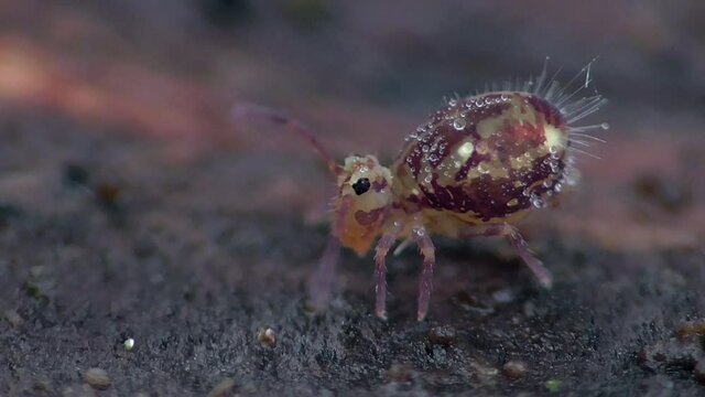 Kugelspringer (ca. 1mm)