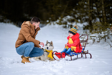 Husky in the woods with the owner and his daughter, a sleigh ride through the woods, fun husky games.