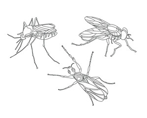 Vector hand drawn insects mosquito and flies. Illustration on the theme of wildlife, dangerous animals, parasites. Coloring antistress