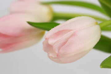 bouquet of delicate pink tulips on a light background.