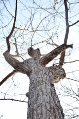 A leafless tree