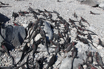Group of red marine iguana from the Galapagos Islands 