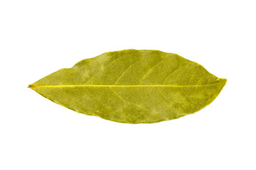 Bay leaf isolated on white. Fragrant laurel leaf isolated on white background