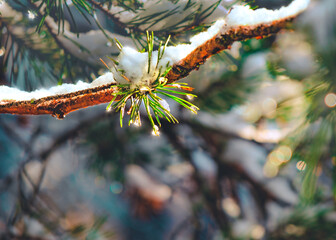 Naklejka na ściany i meble Bright brown branch of pine tree with needles covered by snow. Winter day in forest. Frozen dew drops sparkle on green pine needles. Blurred background, color Bokeh. Twinkles of light. Drops of ice