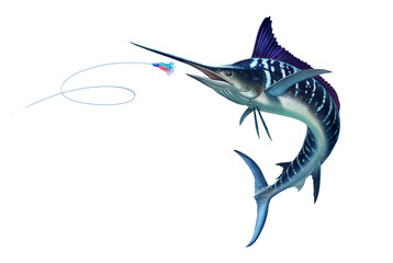 Striped marlin attack Bait Sea Swim Squids. Fish sword Realistic isolated illustration.