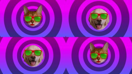 Cat and dog style color background. Wiggle cat and dog in multi-colored sunglasses. Motion graphic animation