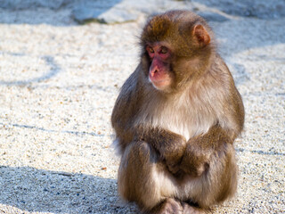 大分県高崎自然動物園の凛々しいイケメンニホンザルの横顔