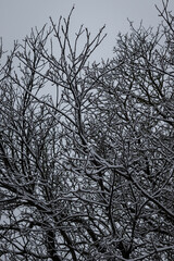 schneebedeckte Zweige eines Baumes